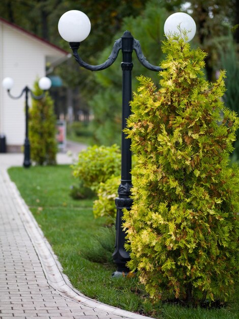 Allée dans les lumières du parc le long de l'avenue avec des arbres