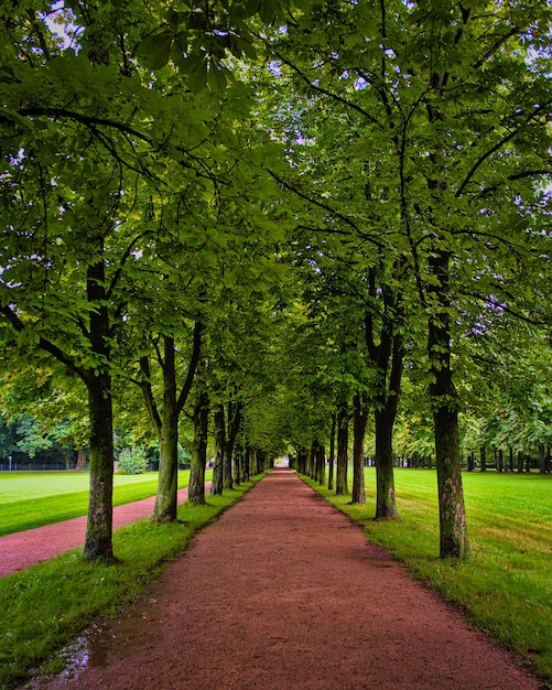 Allée dans un parc