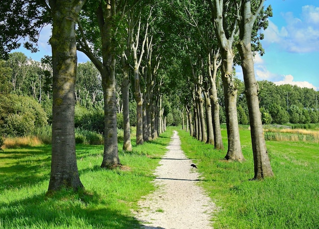 Allée dans le parc