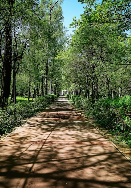 Allée du parc au fond de l'heure d'été