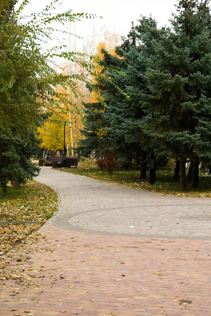 Une allée du parc bordée d'épicéas En arrière-plan se trouvent des arbres