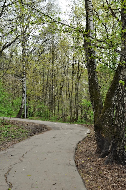 Allée du parc. Panorama du parc de la ville. Printemps dans le parc. Une allée asphaltée pour les visiteurs du parc.