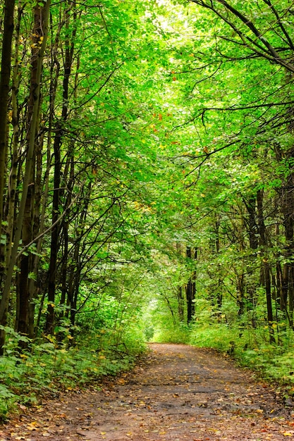 allée du parc