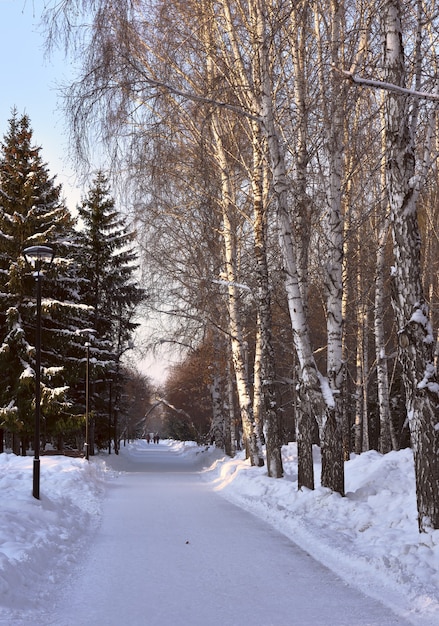 allée d'hiver dans le parc bouleaux nus et grands épicéas le long du chemin enneigé