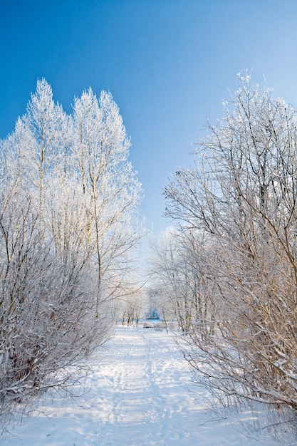 Allée d'hiver