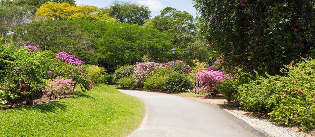 Allée de jardin avec plantes à fleurs