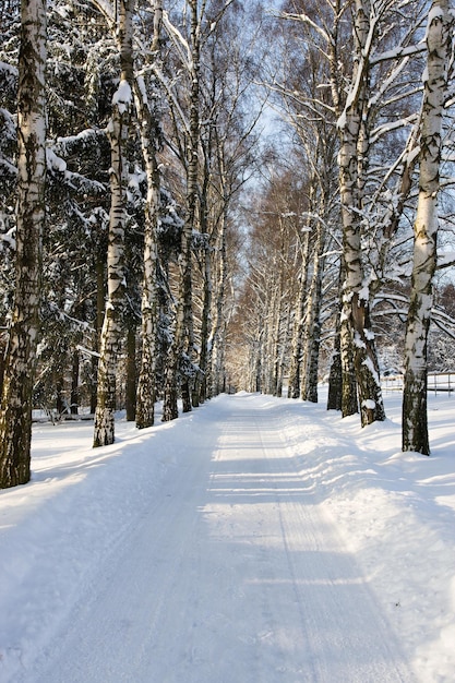 Allée de neige