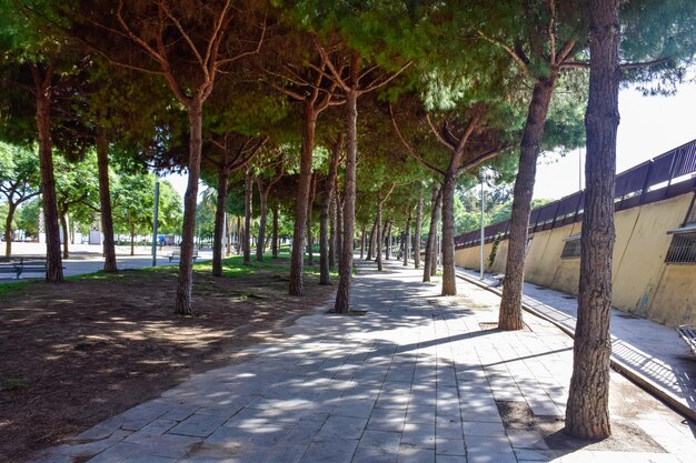 Allée ombragée avec des arbres dans la rue à Barcelone