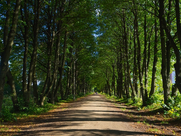 Allée ombragée d'été. Paysage rural.