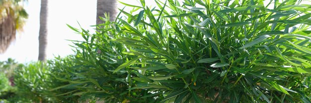 Allée de palmiers et d'arbustes dans un pays tropical dans la rue