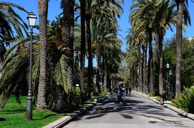 Allée des palmiers à Majorque