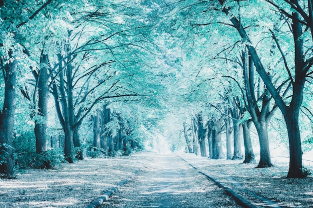 Allée parfaite dans le parc entre de grands arbres. Image aux tons de couleur bleue. Paysage d'hiver. Fond de belle nature