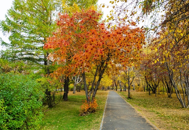 Une allée parmi les arbres d'automne dans le parc.