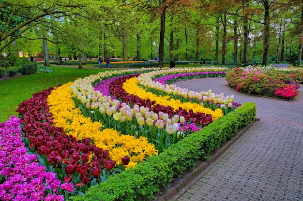 Allée parmi les tulipes colorées Keukenhof Park Lisse en Hollande