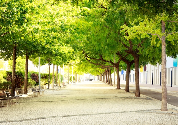 Allée verte dans le parc avec arbres et bancs