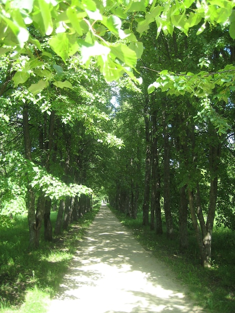 Allée verte et ensoleillée en été à Tarkhany