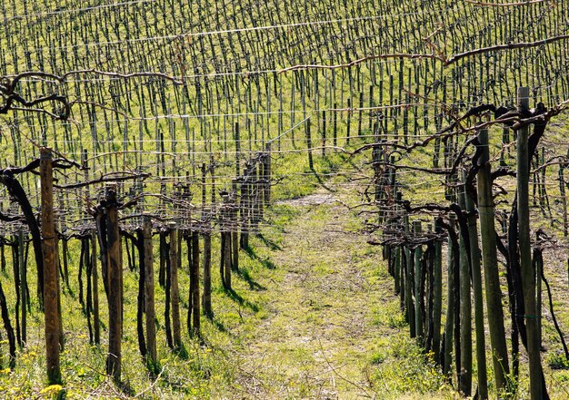 Les allées des vignobles éclairées par le soleil au début du printemps