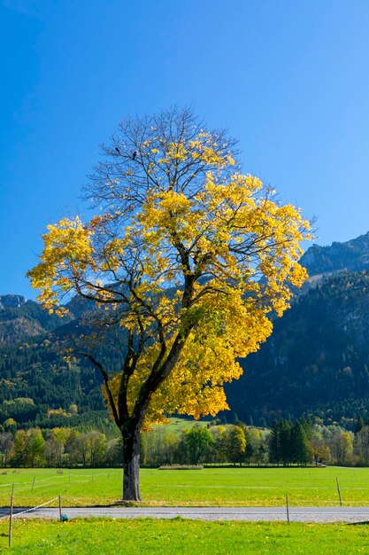 Allemagne Bavière Schwangau route de la petite ville des arbres d'automne des montagnes lointaines de l'herbe