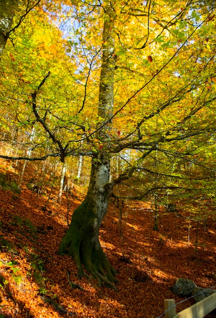 Photo allemagne château de neuschwanstein automne érable sentier forestier sentier forestier d'érable