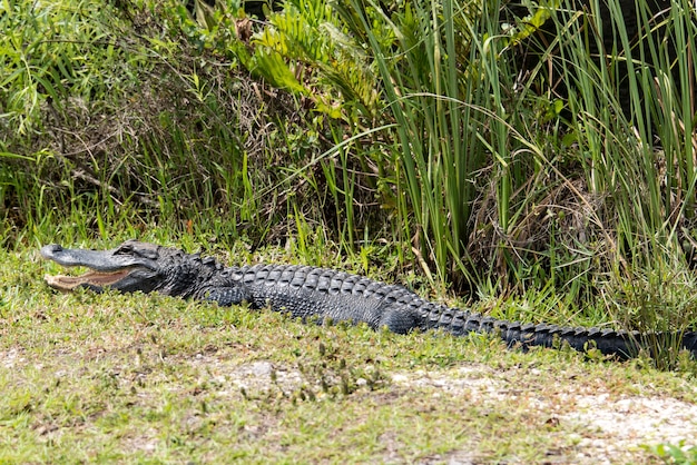 Alligator au repos avec la bouche ouverte