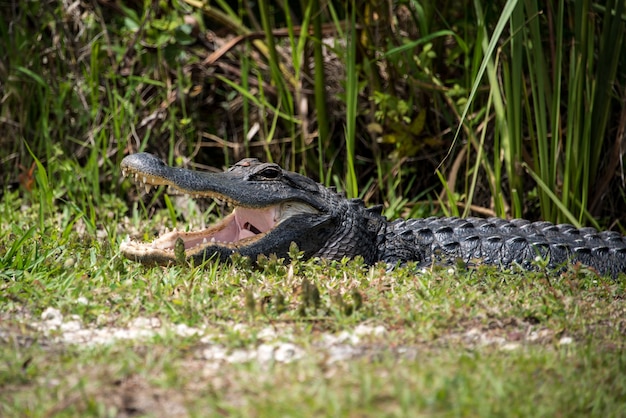 Photo alligator avec la bouche ouverte