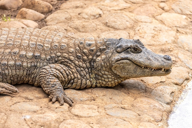 Alligator bronzer sur l'herbe