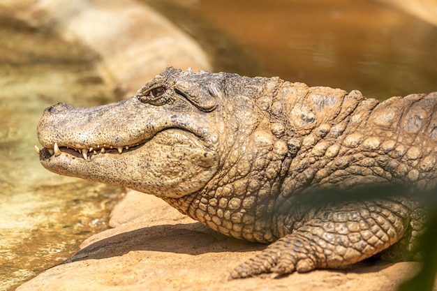 Alligator bronzer sur l'herbe