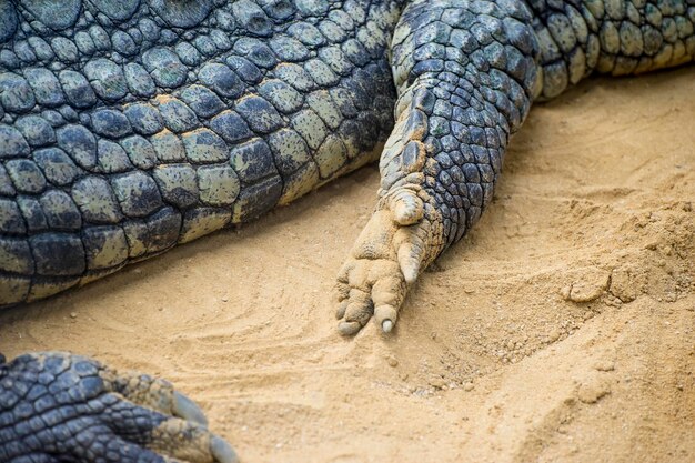 alligator brun reposant sur le sable au bord d'une rivière