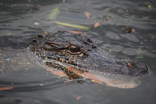 Alligator en colère avec sa bouche légèrement ouverte sous l'eau.