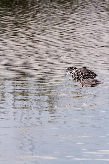 Alligator dans son habitat naturel sur l'île South Padre, TX.