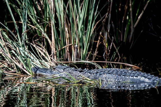 Alligator de Floride dans les Everglades portrait en gros plan