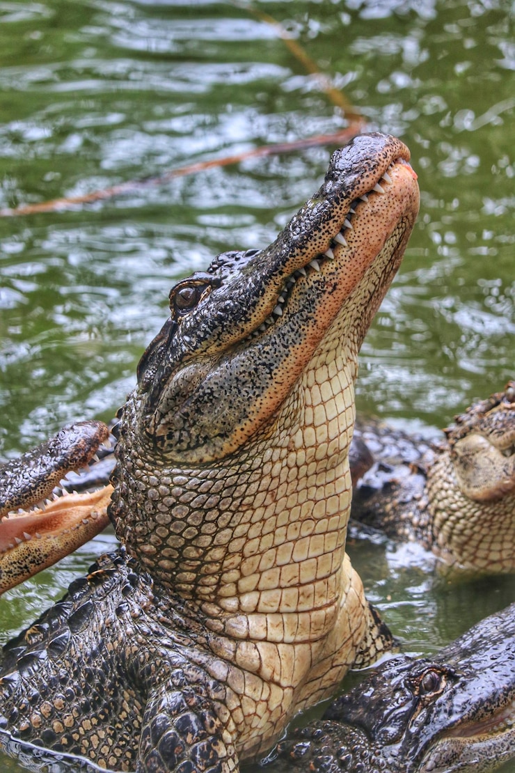 Photo l'alligator qui saute
