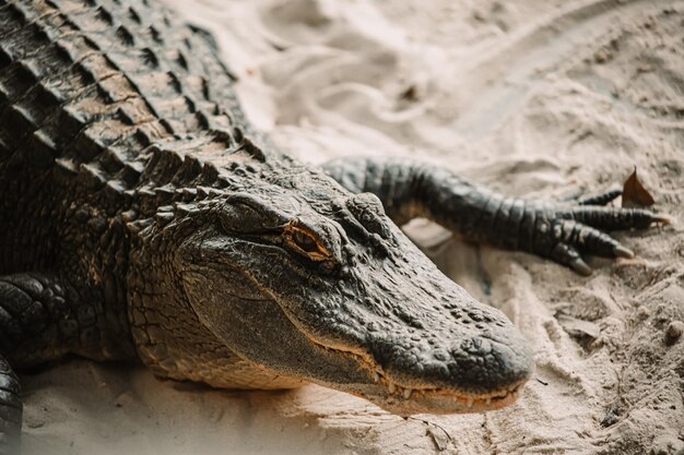 Un alligator sur le sable