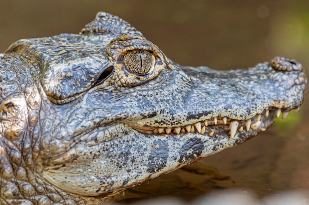 Alligator se faire bronzer sur l'herbe.