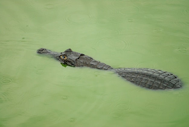 Alligator se reposant dans une zone humide dans le Pantanal du Mato Grosso Pocone Mato Grosso Brésil