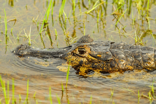 Alligator se reposant dans une zone humide dans le Pantanal du Mato Grosso Pocone Mato Grosso Brésil