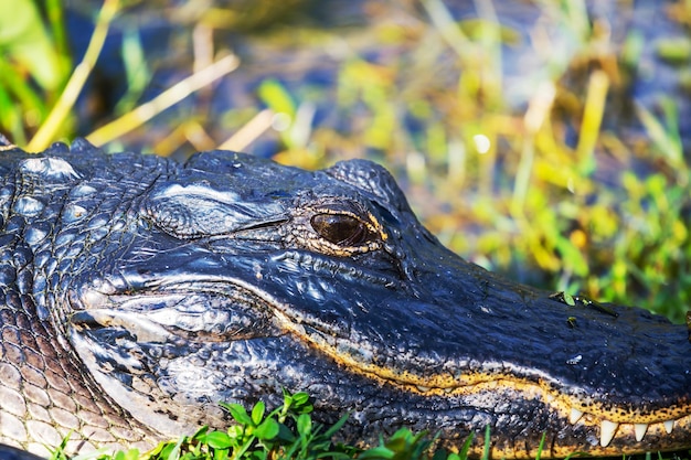 alligator