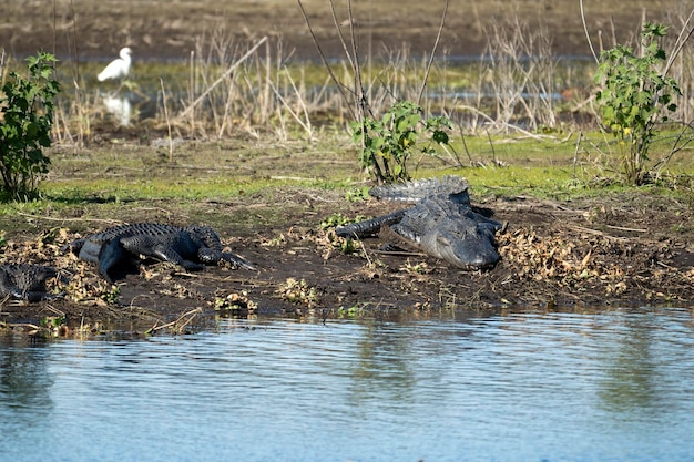 Alligators américains profitant de la chaleur du soleil sur la rive du lac en Floride