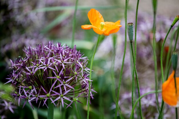 Allium christophii