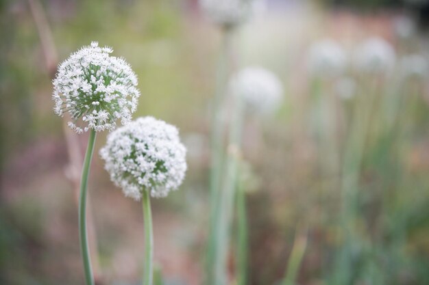 Photo allium échalotte oignon ail chives scallion poireau fleur qui pousse dans le jardin de campagne