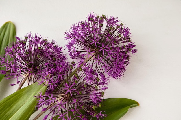 Allium est un arc décoratif angulaire sur fond blanc avec des feuilles vertes et une place pour le texte Bannière