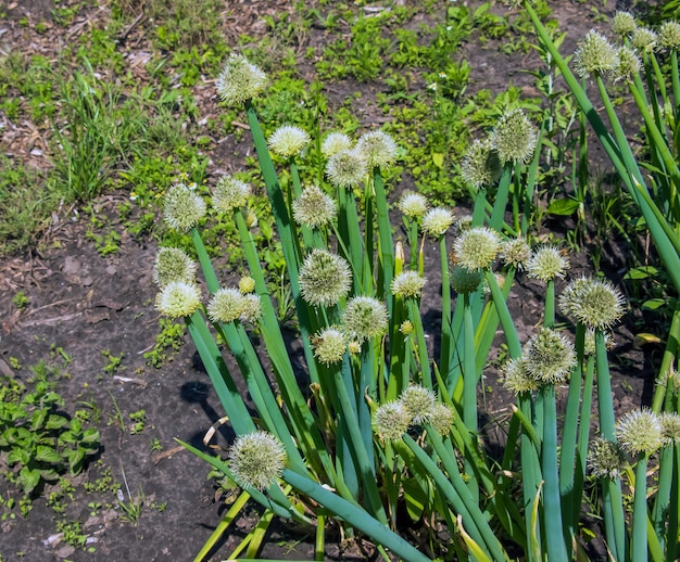 Photo allium fistulosum oignons à fleurs dans le jardin plante comestible à fleurs vivace