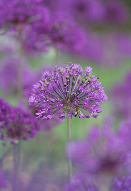 Allium