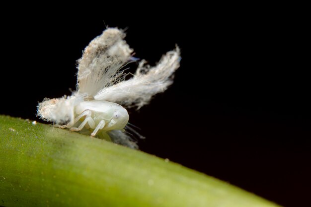 Allocaridara malayensis Crawford