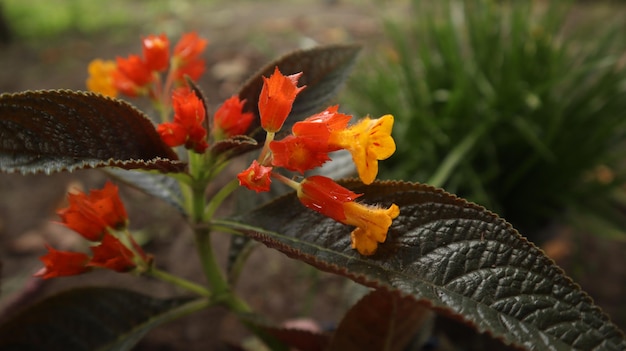 Alloplectus Plant, Riden Sunset, Begonia Negra, Chrysothemis pulchella, Feuille de cuivre, cloches du coucher du soleil.