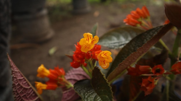 Photo alloplectus plant, riden sunset, begonia negra, chrysothemis pulchella, feuille de cuivre, cloches du coucher du soleil.