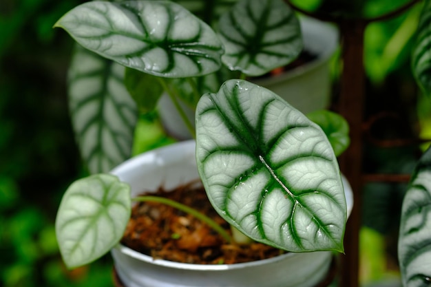 alocasia cuprée. keladi tengkorak. appartenant à la famille des Aracées. plante d'intérieur tropicale.