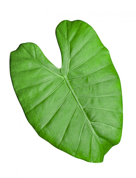 Alocasia macrorrhizos, Alocasia odora, Belle feuille verte de plantes d'intérieur, élément de conception ou de décoration.