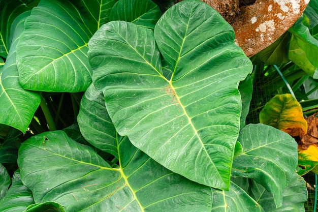 Alocasia macrorrhizos communément appelé taro géant ou oreilles d'éléphant dressées