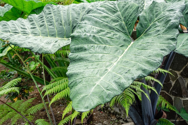 Alocasia macrorrhizos est une espèce de plante à fleurs de la famille des arums Araceae